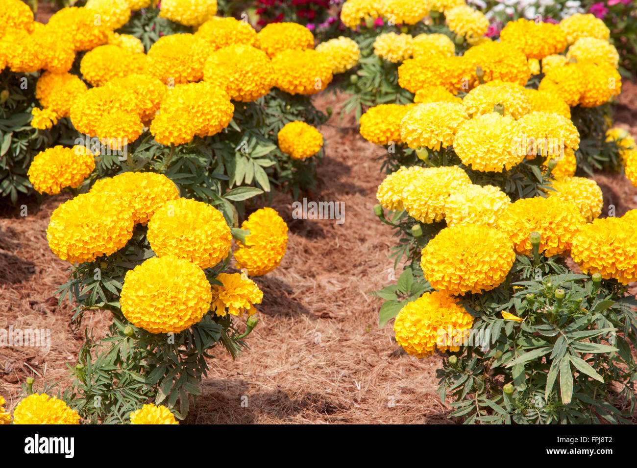 Marigold yellow color in many flowers plant. Stock Photo