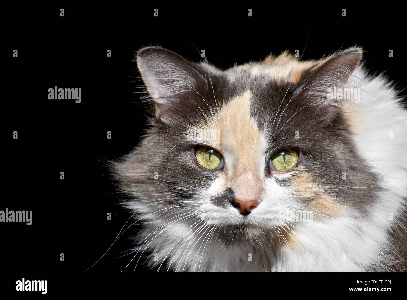Long Hair Calico Cat Felis Catus With Exotic Eyes Stock Photo