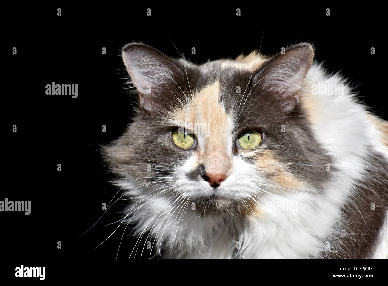 Long Hair Calico Cat Felis Catus With Exotic Eyes Stock Photo