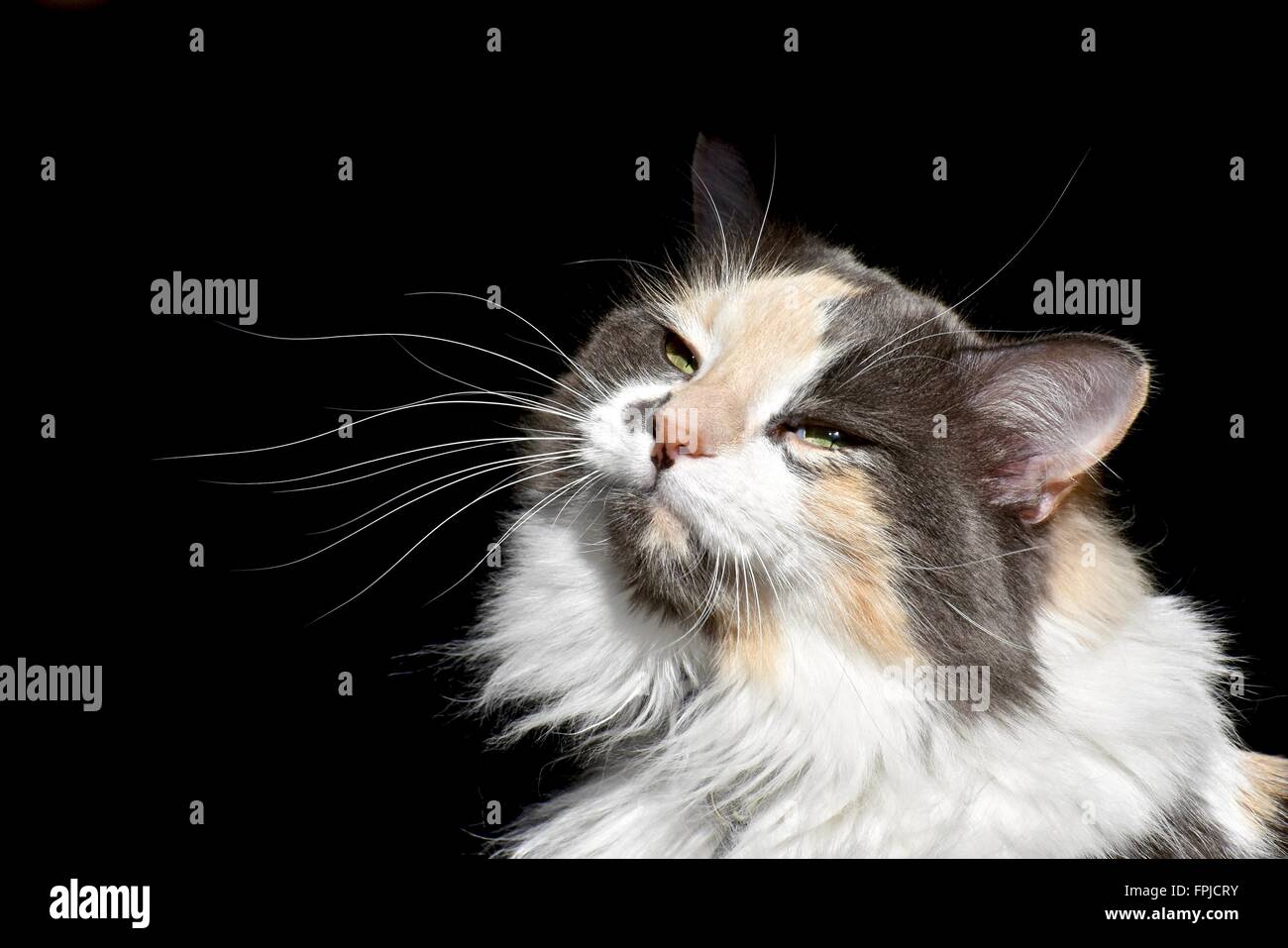 Long haired calico cat (Felis catus) portrait Stock Photo - Alamy
