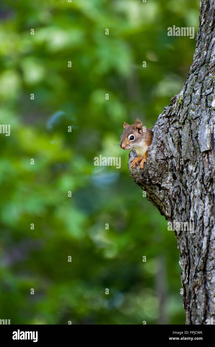 Squirrel nest hires stock photography and images Alamy