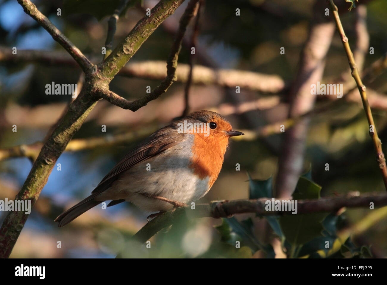 Robin dawn chorus hires stock photography and images Alamy