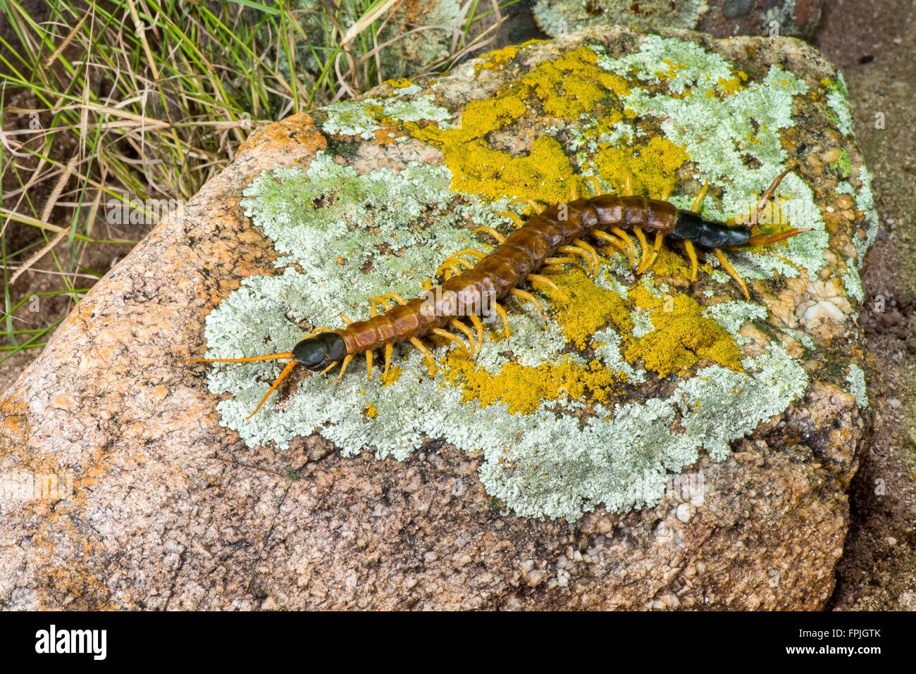 Desert Giant Centipede  Scolopendra heros arizonensis Chiricahua Mountains, Cochise County, Arizona, United States 11 September Stock Photo