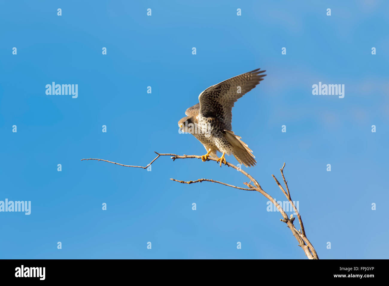Prairie Falcon Falco mexicanus Desert National Wildlife Refuge, Las Vegas, Nevada, United States