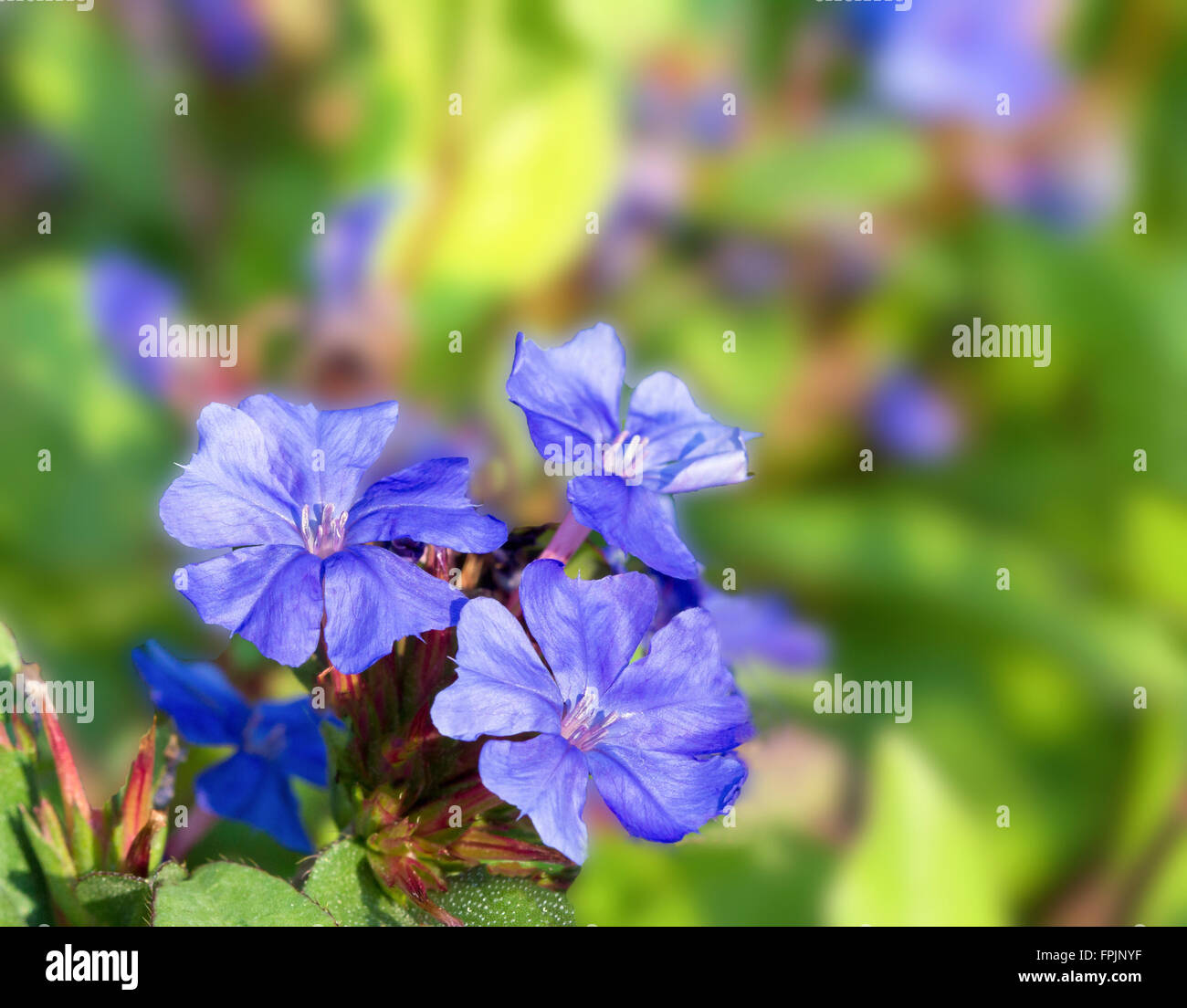 Macro of Leadwort flowers against a blurred green leaf background Stock Photo