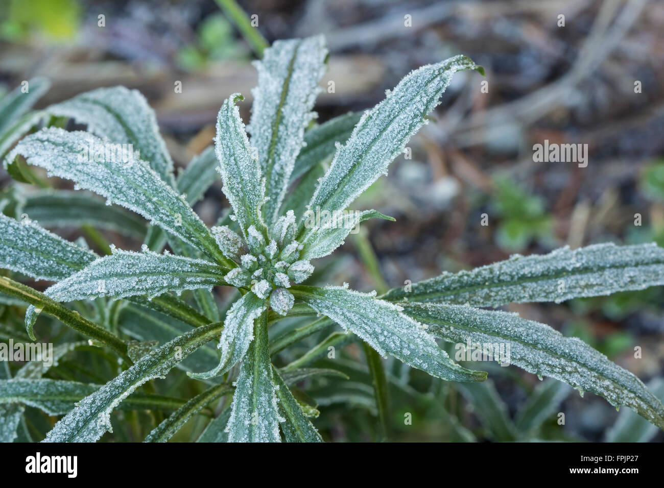 Plant leaves with frost in winter Stock Photo
