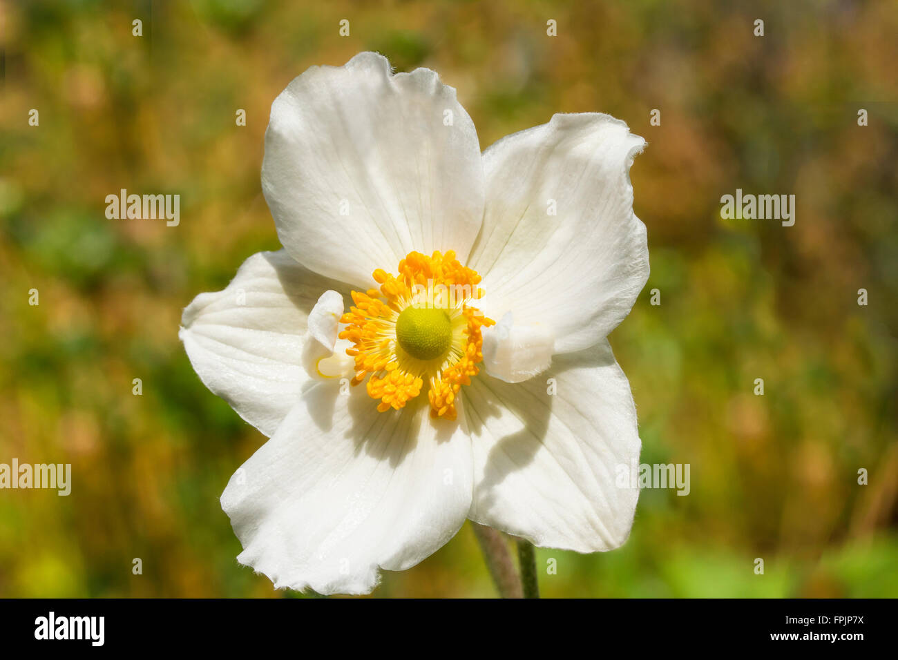 Macro of white Anemone hupehensis with room for copy Stock Photo