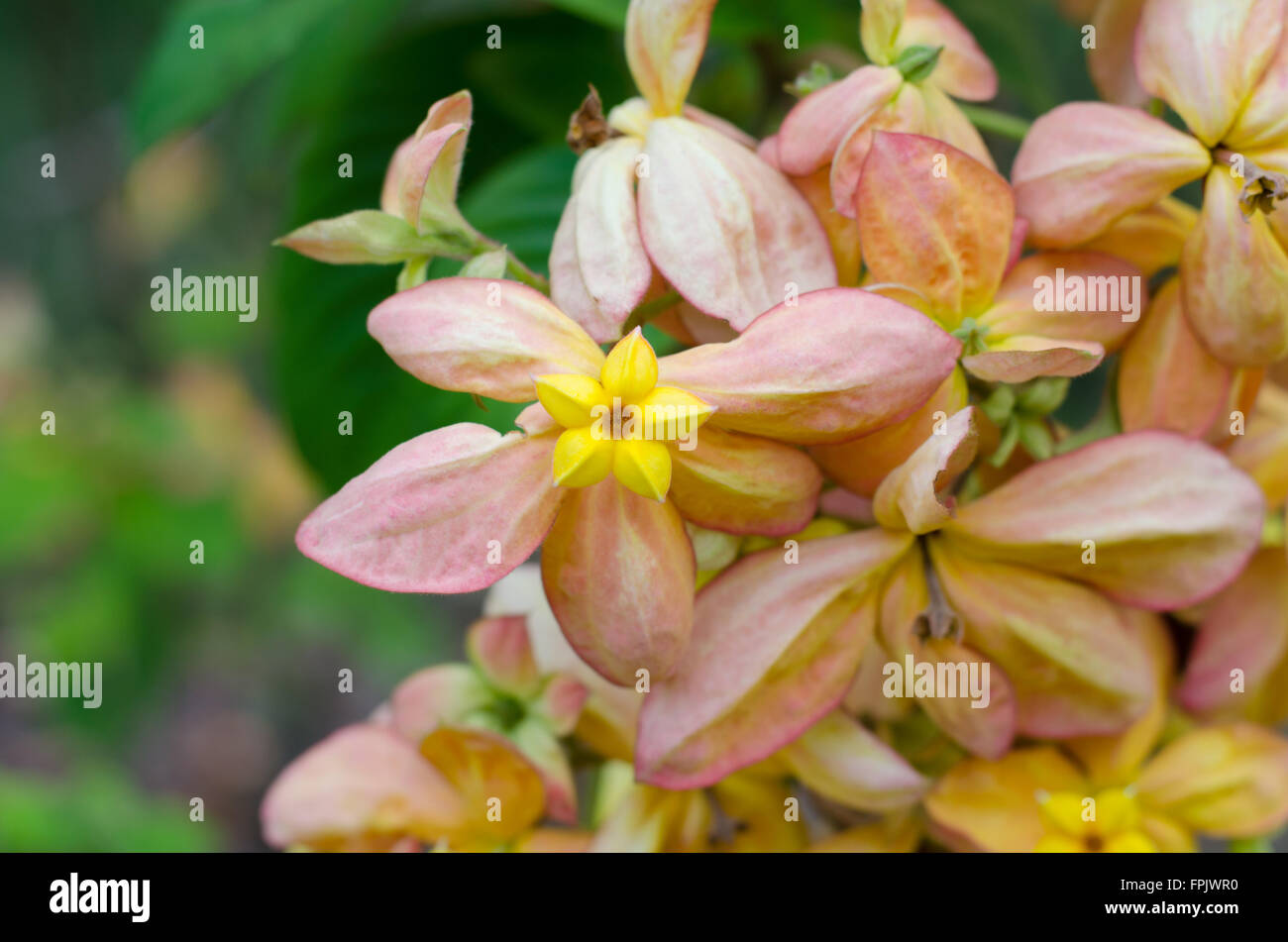 Mussaenda Philippica Virgin Tree in Garden ,Thailand Stock Photo