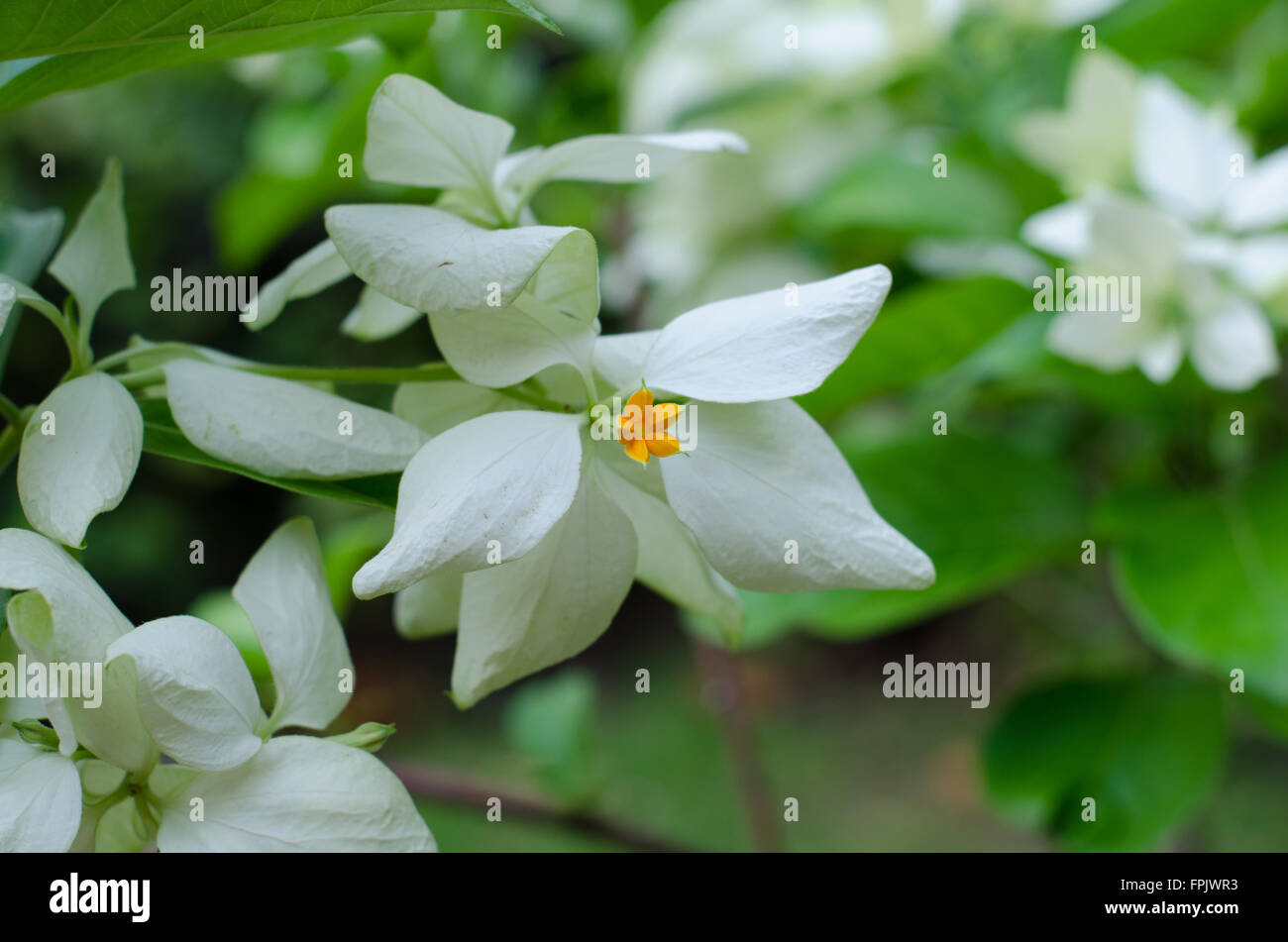 Mussaenda Philippica Virgin Tree in Garden ,Thailand Stock Photo