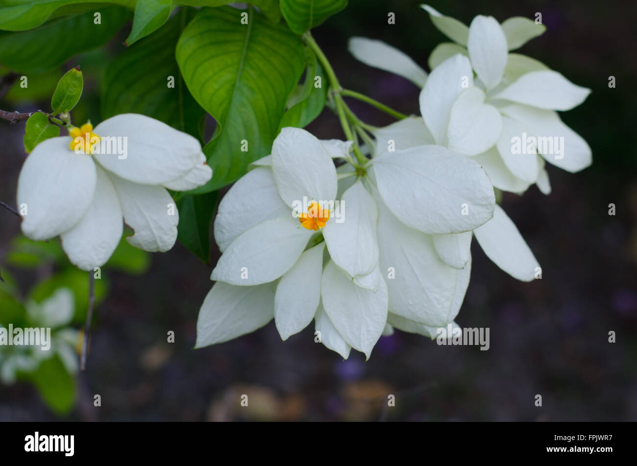 Mussaenda Philippica Virgin Tree in Garden ,Thailand Stock Photo