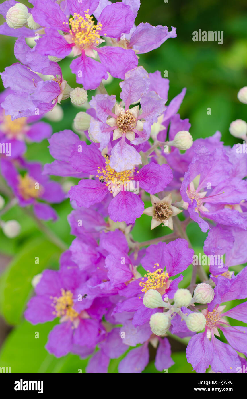 Cananga odorata Stock Photo