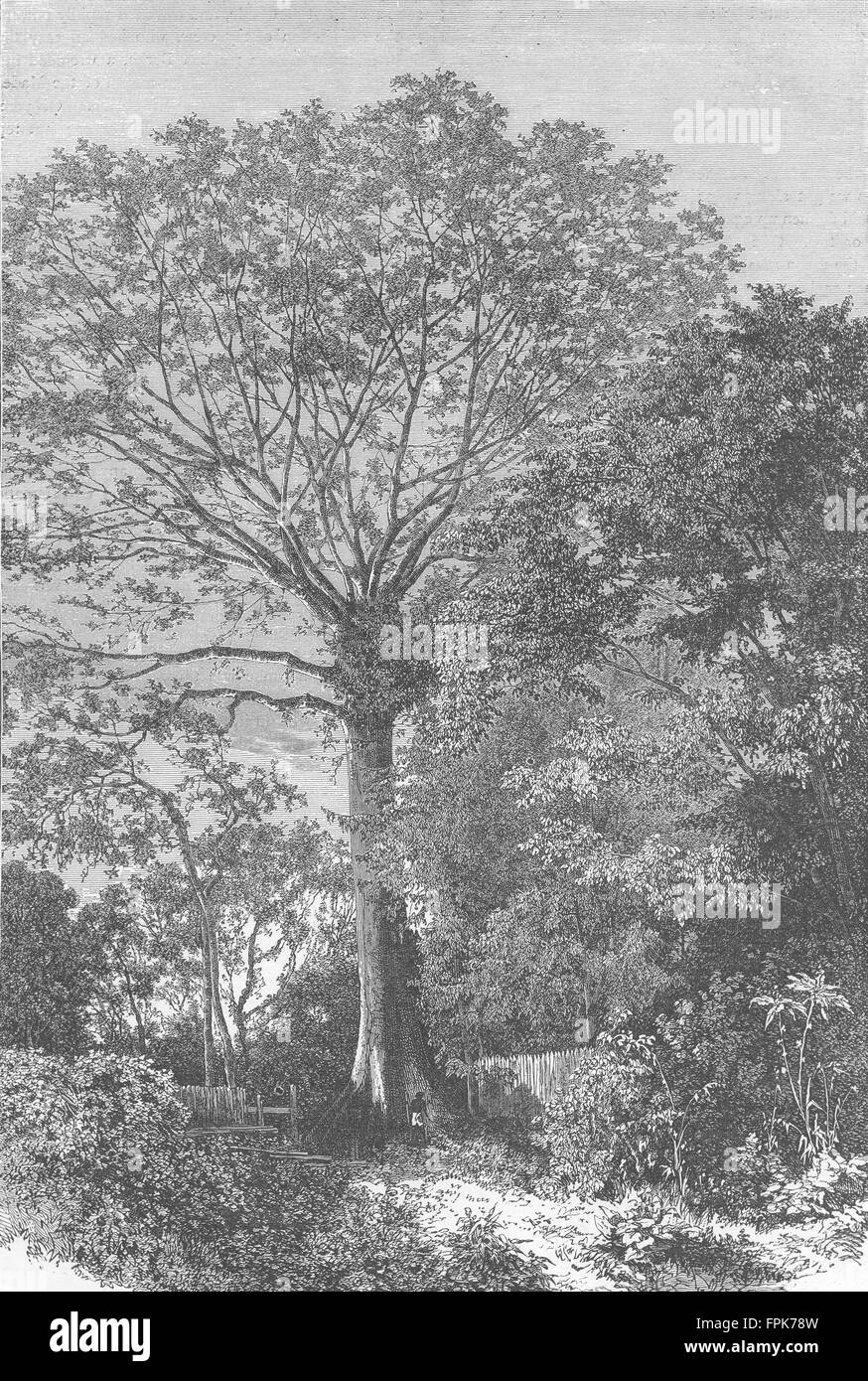 BRAZIL: Samauma Tree of Amazonian Forests, antique print 1880 Stock Photo