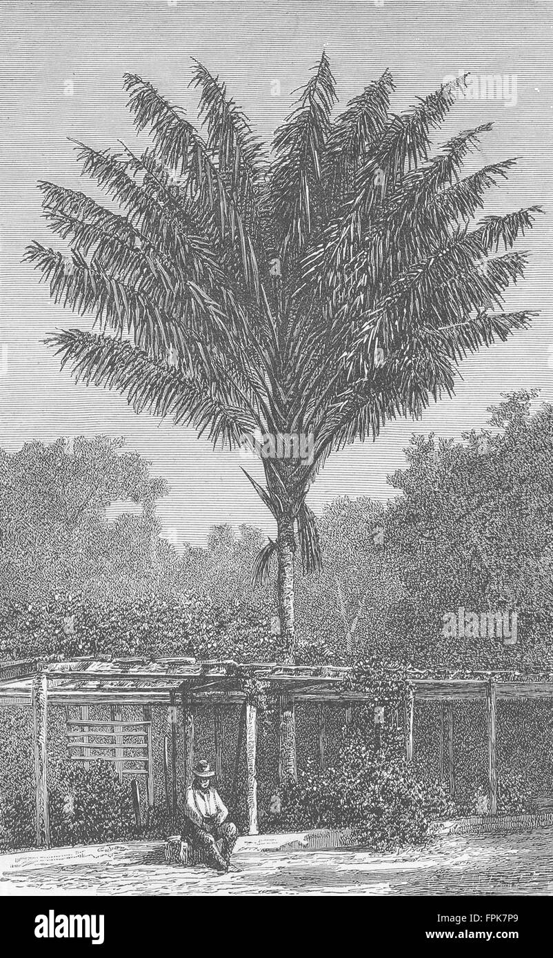 PORTUGAL: Attalea Palm-tree, Madeira, antique print 1880 Stock Photo
