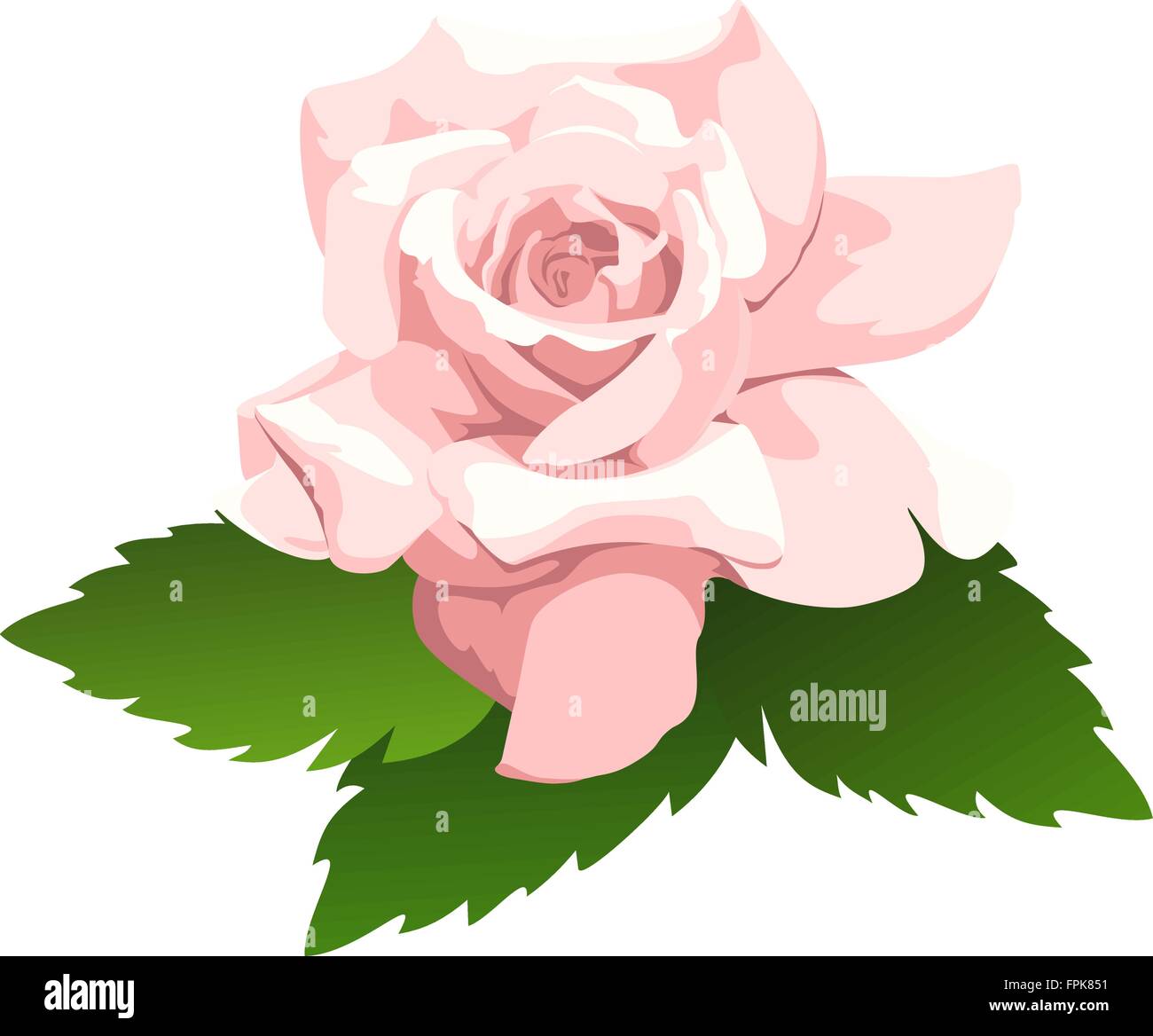 Fragrant tea rose Stock Vector Images - Alamy