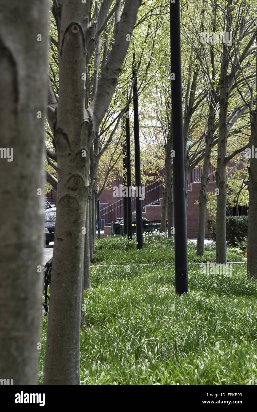 Park trees in lower Manhattan Stock Photo Alamy