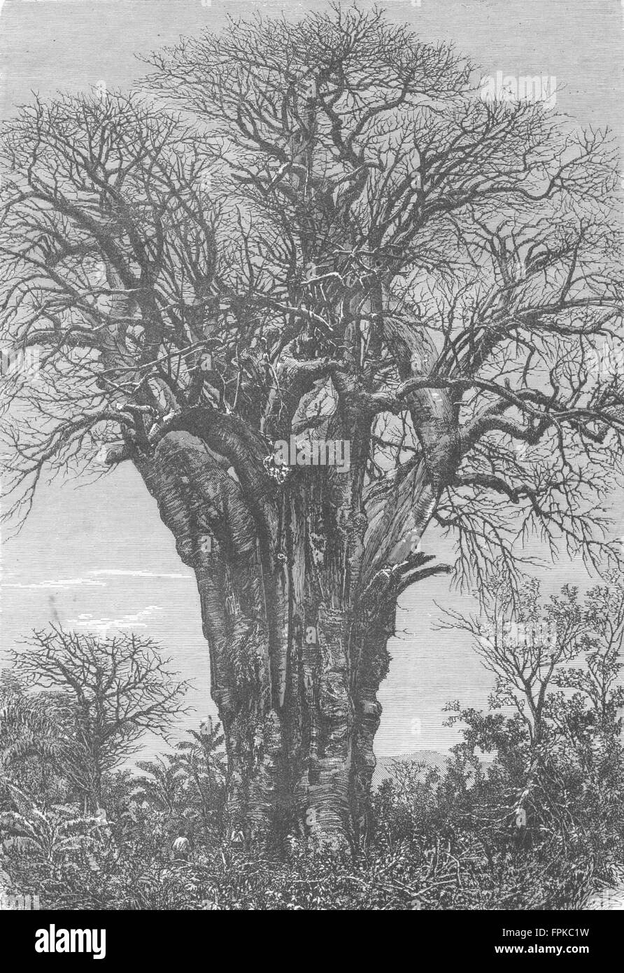 PERU: Lima and the Andes: The Baobab, antique print 1880 Stock Photo