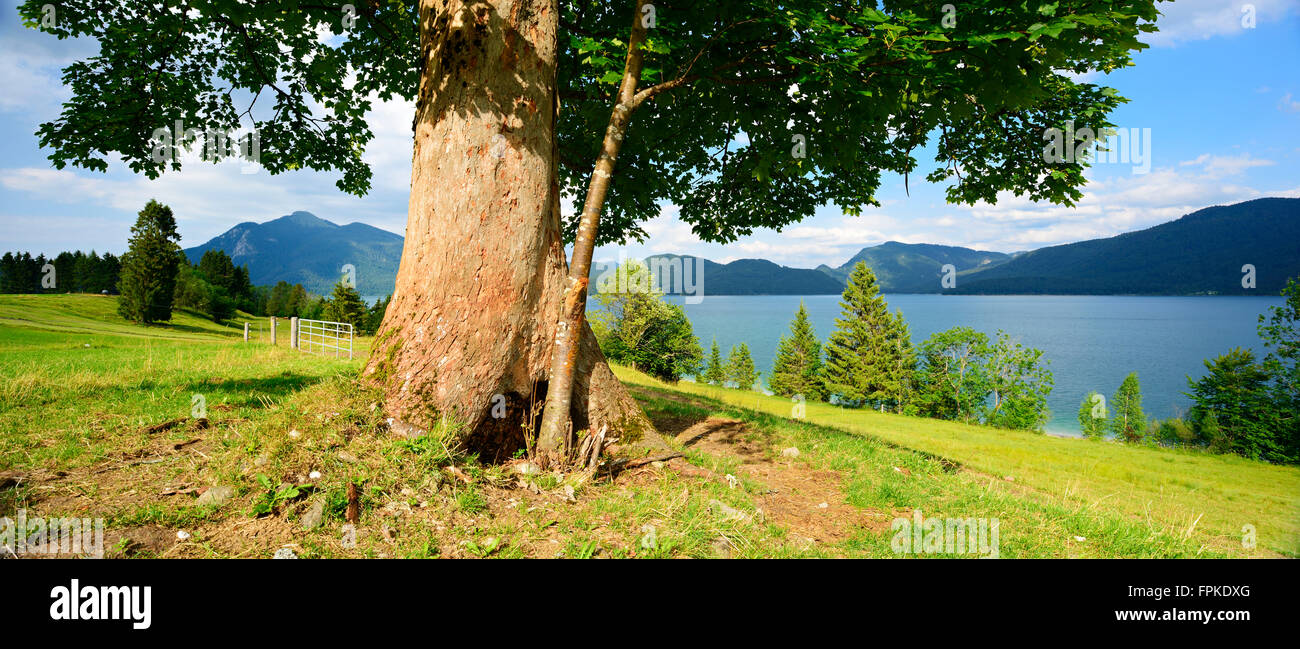 Old harewood on a pasture at the Walchensee, Bavaria, Germany Stock Photo