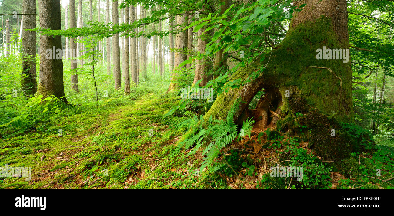 Path through natural spruce forest, Ammergau Alps, Saulgrub, Bavaria, Germany Stock Photo