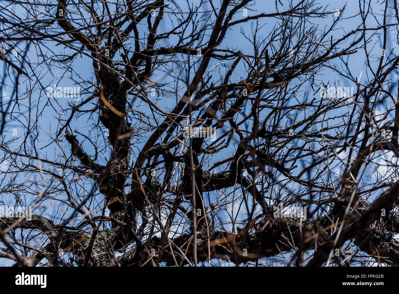 Oak branches on the blue sky background close up Stock Photo - Alamy