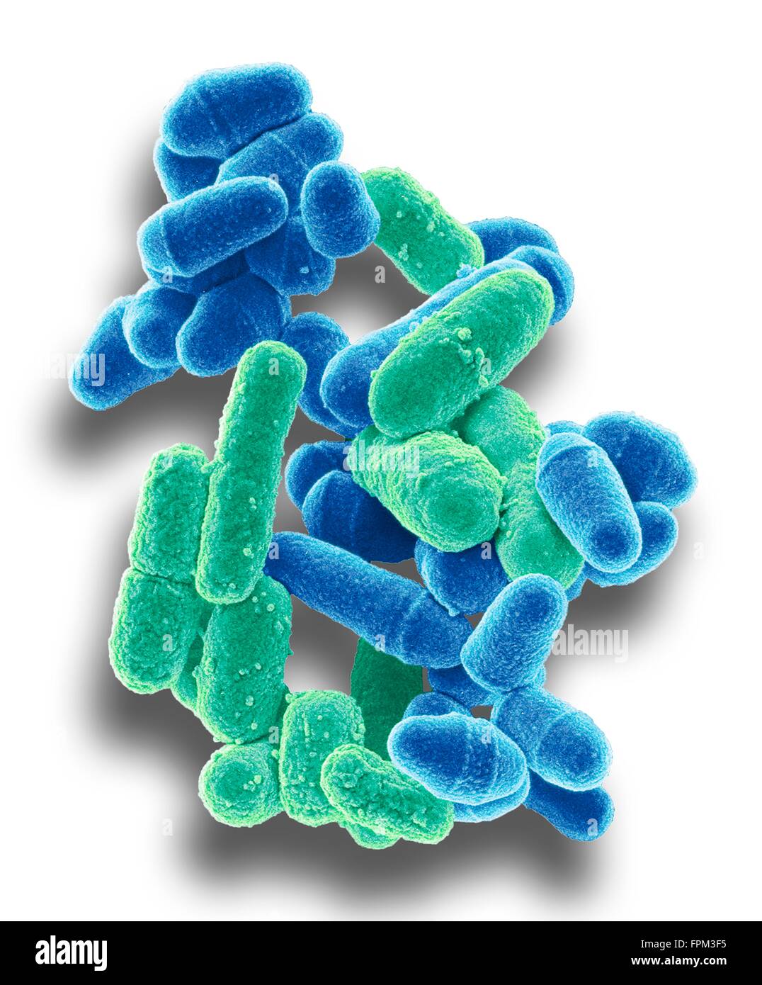 Bacteria yeast. Coloured scanning electr micrograph (SEM) of bacteria