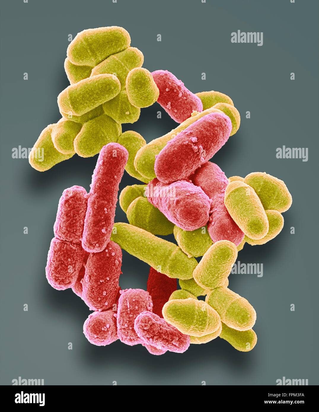 Bacteria yeast. Coloured scanning electr micrograph (SEM) of bacteria