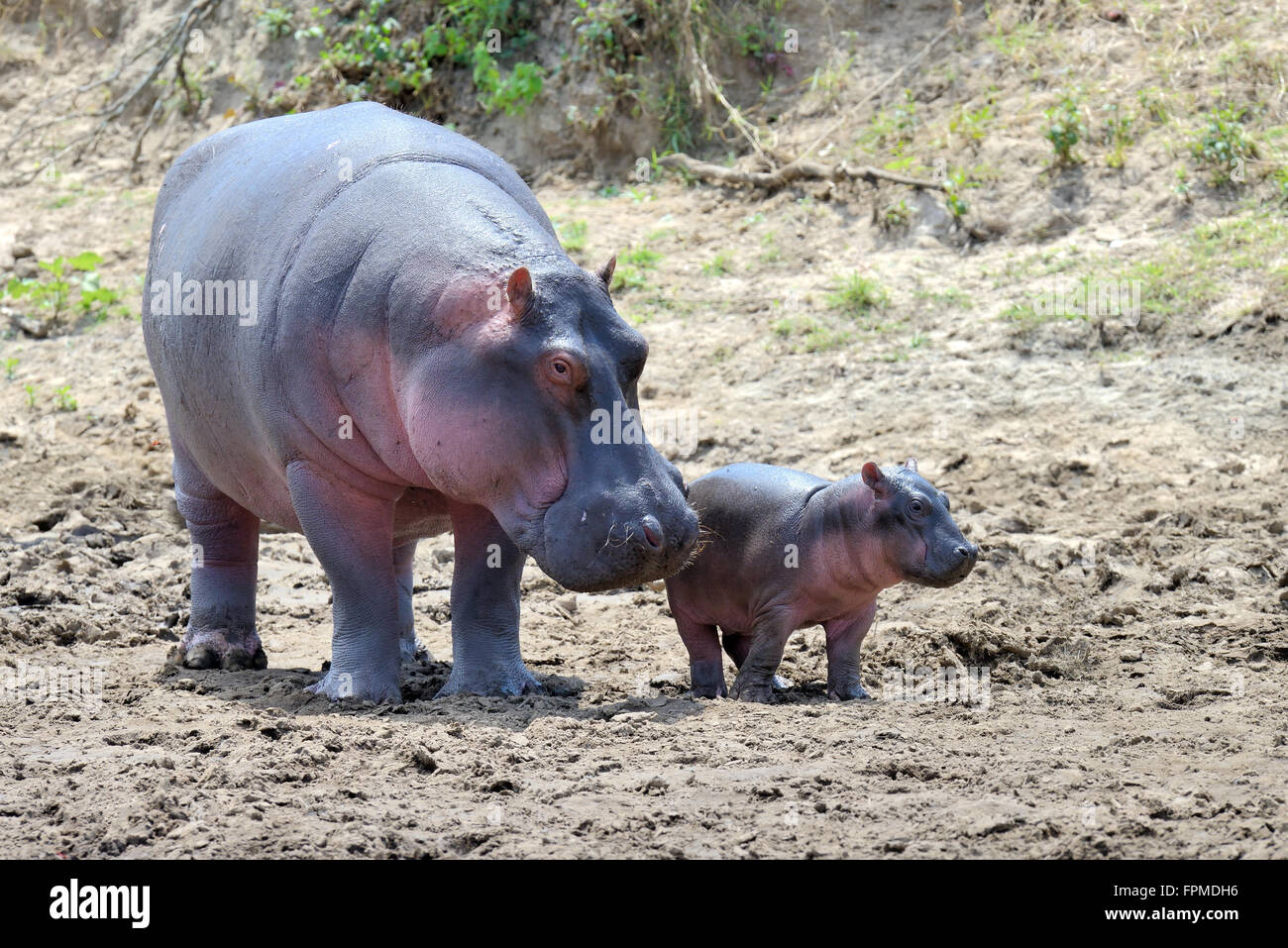 Hippo family (Hippopotamus amphibius) outside the water, Africa Stock Photo