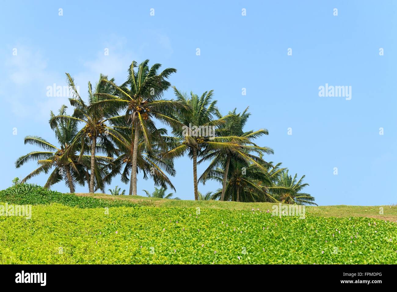 Palm trees on blue sky background Stock Photo - Alamy