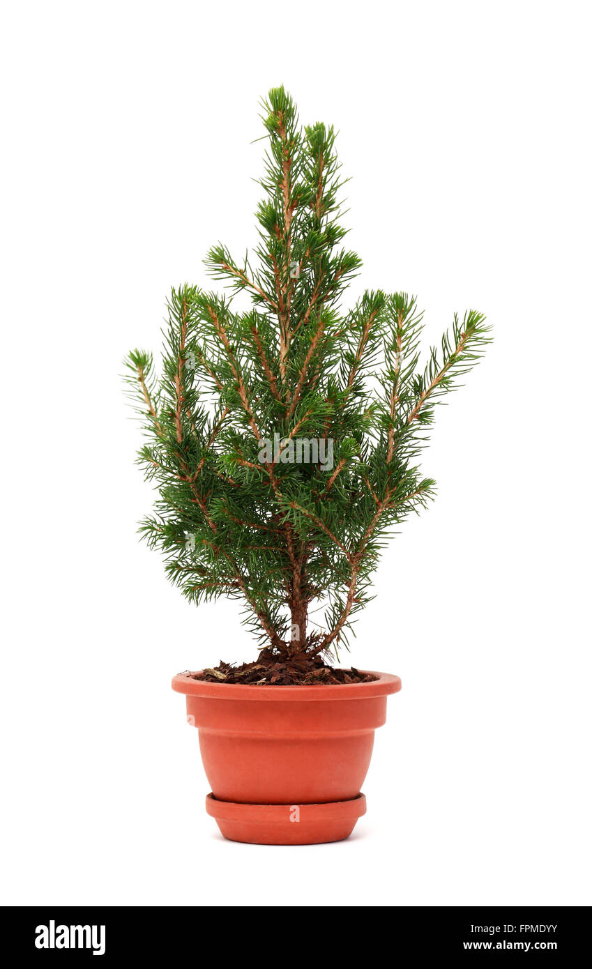 Small fir tree in ceramic pot on white background Stock Photo