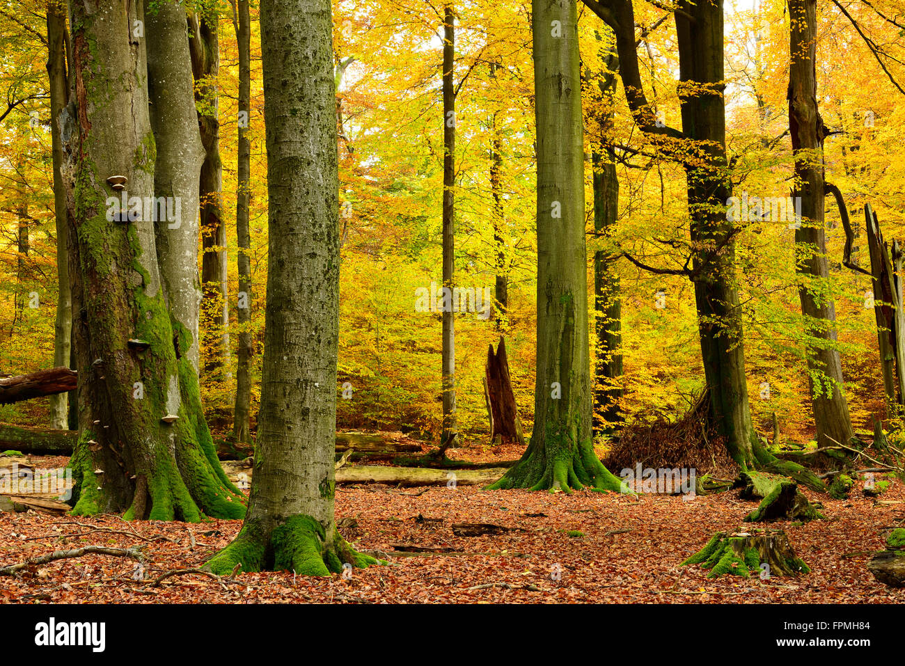 Close to nature mixed broadleaf forest with old oaks and beeches in autumn, nature reserve Spessart, Weibersbrunn, Bavaria, Stock Photo