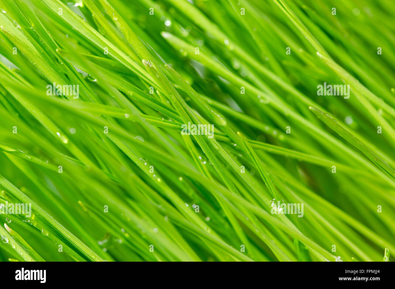 detail of green grass background Stock Photo - Alamy