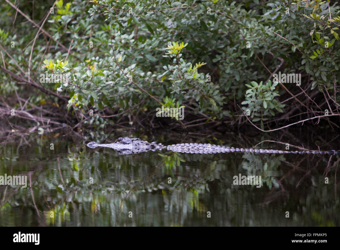 Submerged Alligator (Alligator Mississippiensis) at home in Everglades National Park, Florida, USA Stock Photo