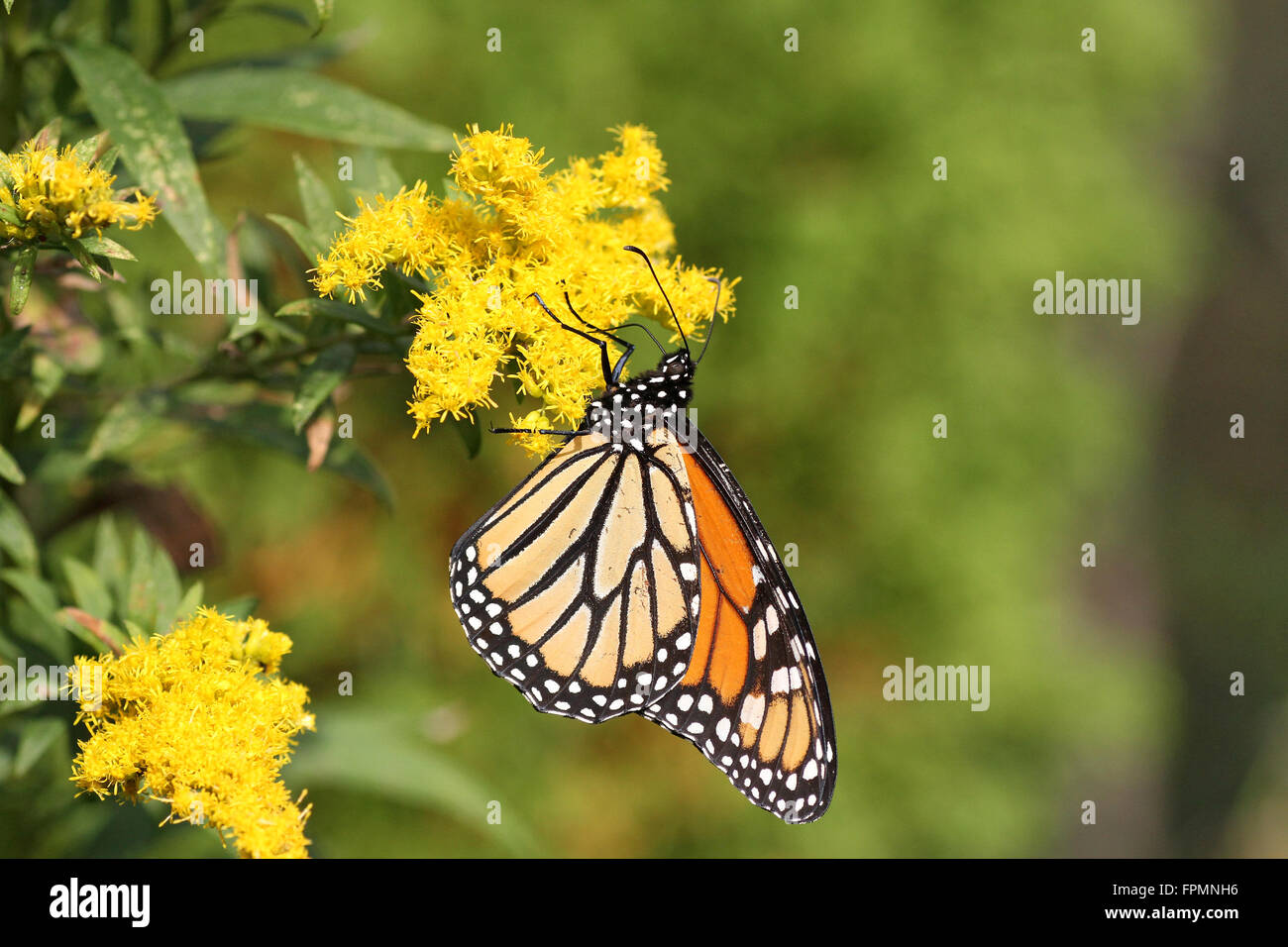 Monarch butterfly on goldenrod Stock Photo