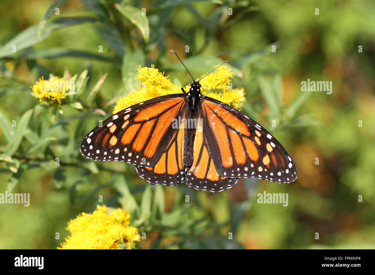 monarch butterfly on goldenrod Stock Photo