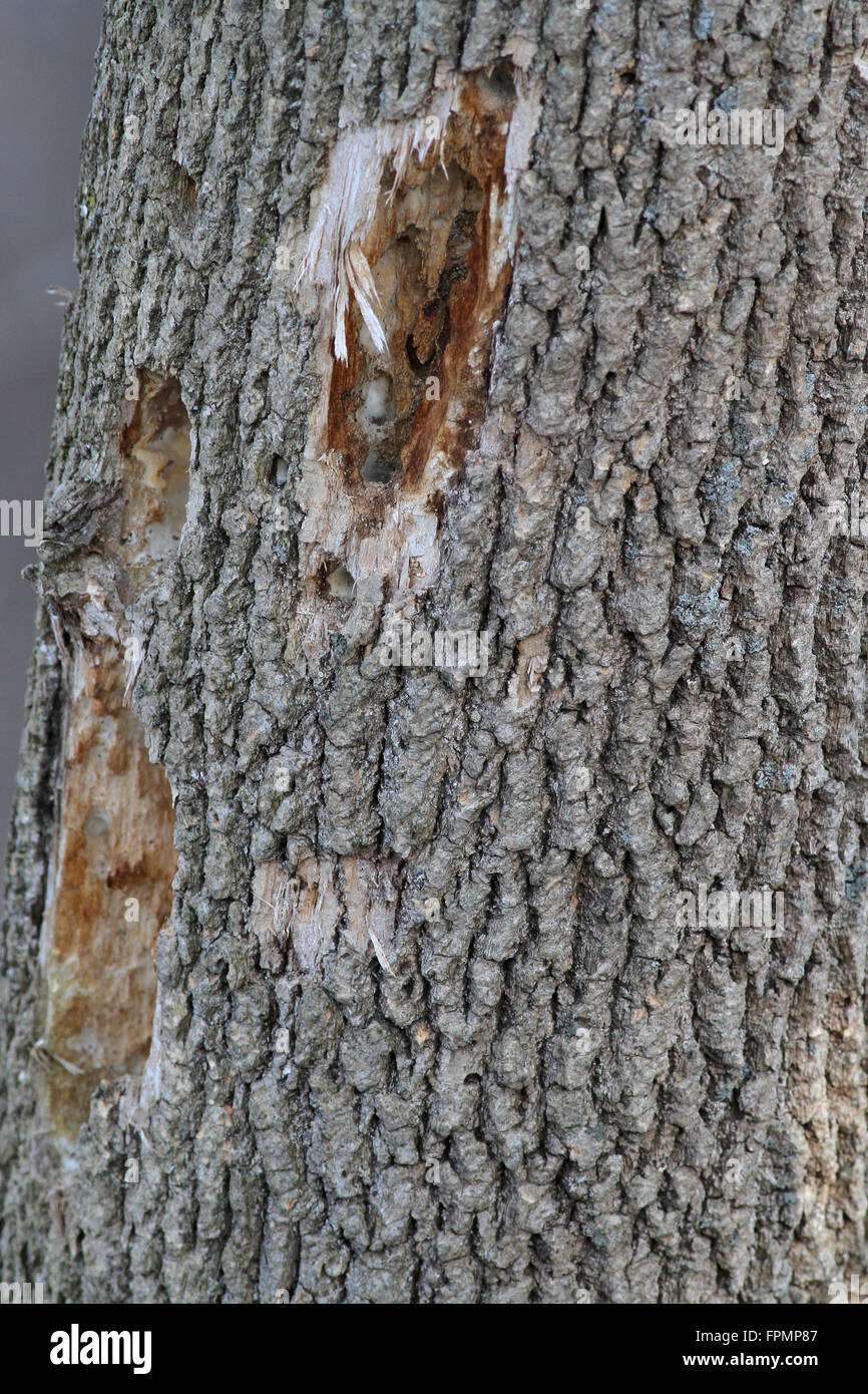 Pileated woodpecker holes in tree Stock Photo Alamy