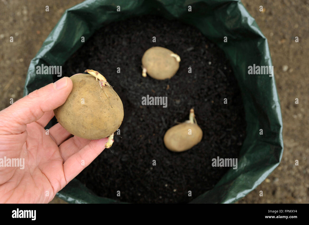 Planting seed potatoes in a growing bag container of compost for space