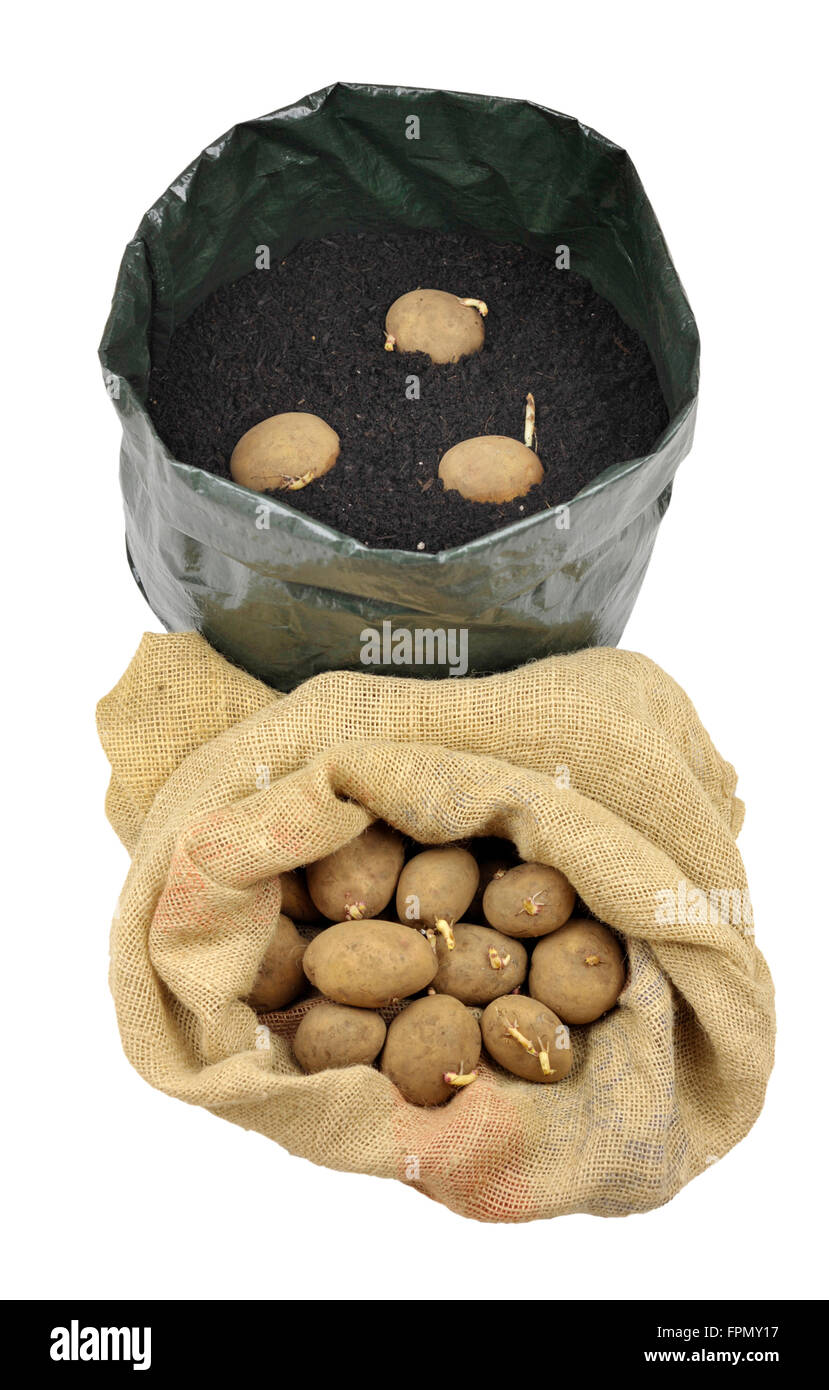 https://c8.alamy.com/comp/FPMY17/planting-seed-potatoes-in-a-growing-bag-container-of-compost-for-space-FPMY17.jpg