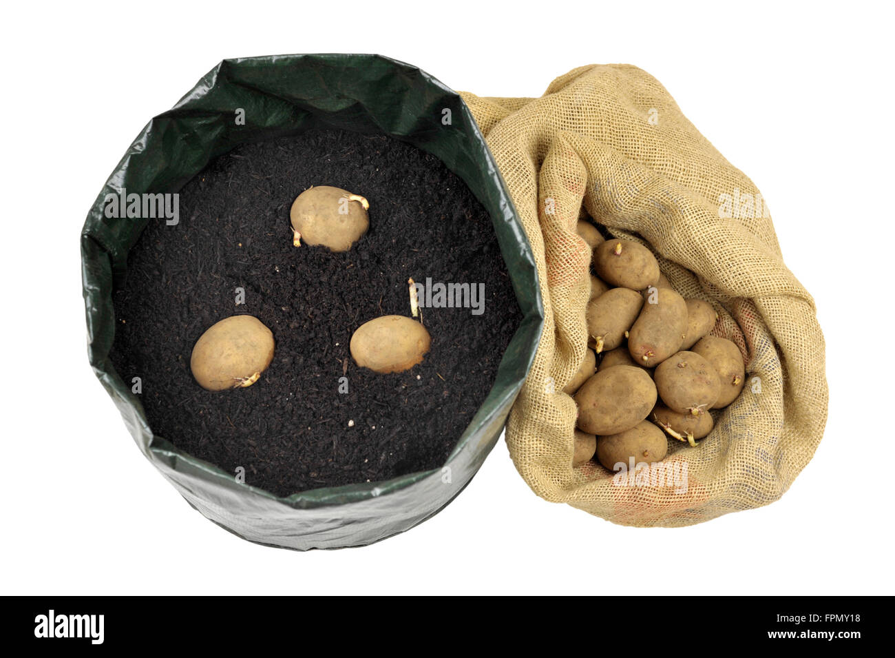 Planting seed potatoes in a growing bag container of compost for space