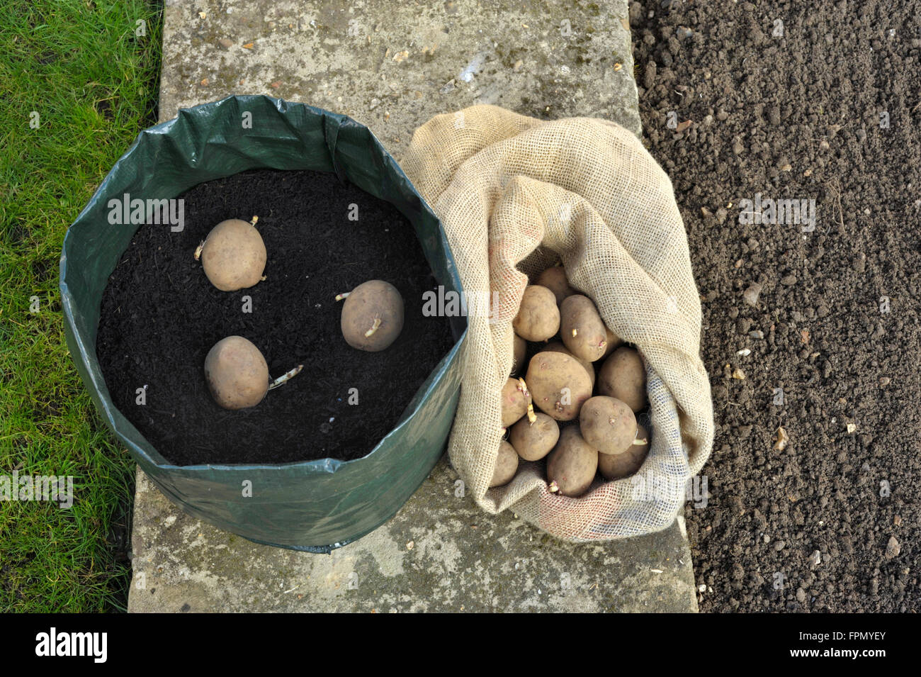 https://c8.alamy.com/comp/FPMYEY/planting-seed-potatoes-in-a-space-saving-growing-bag-or-patio-container-FPMYEY.jpg