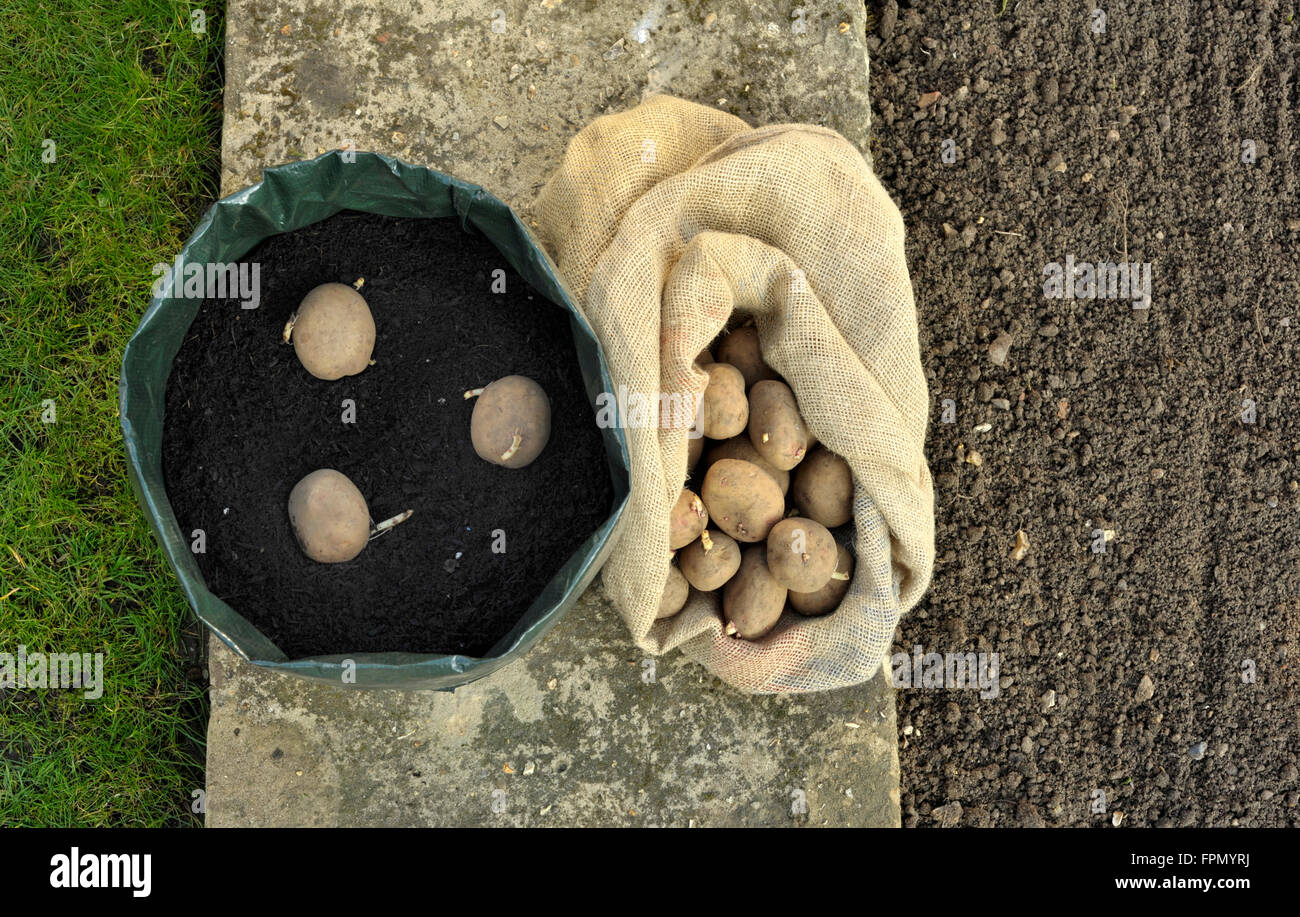 Planting seed potatoes in a space saving growing bag or patio container of compost, variety