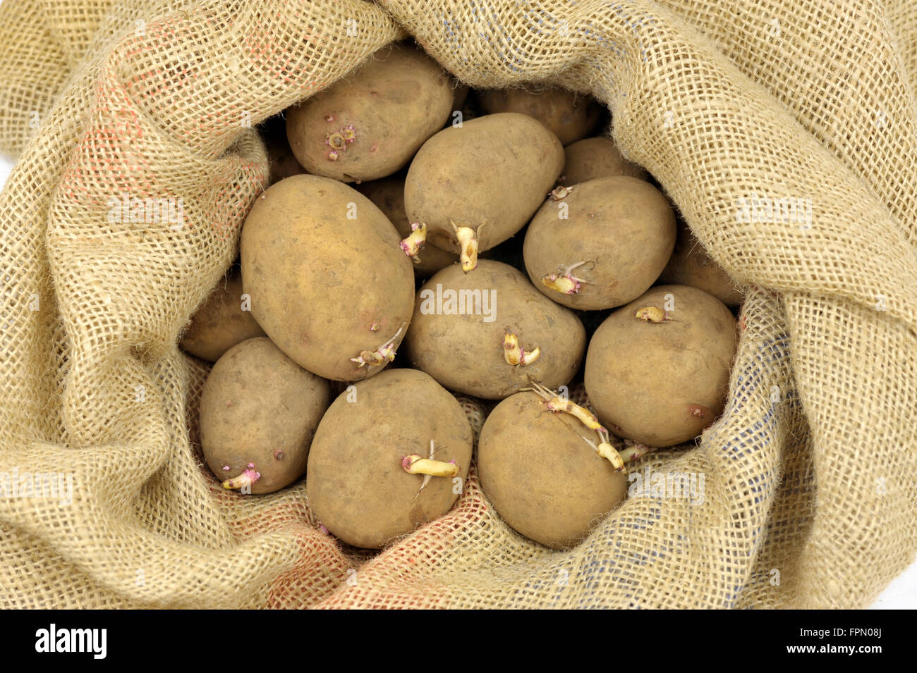 Seed potatoes in a hessian sack ready for spring planting, maincrop