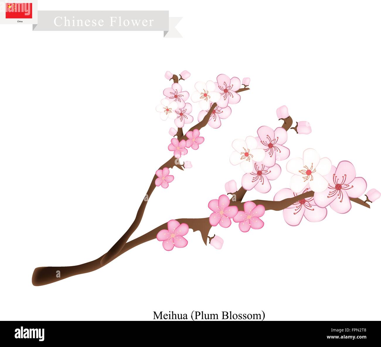 China Flower, Illustration of Meihua or Plum Blossom. One of Most Popular Flower in China. Stock Vector
