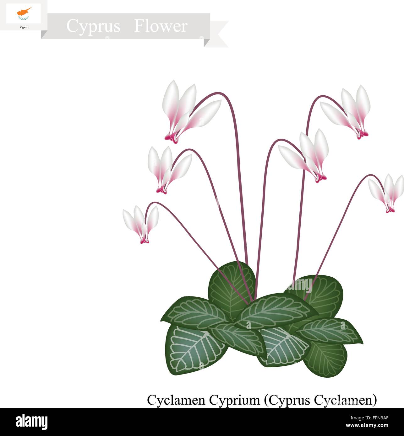 Cyprus Flower, Illustration of Cyclamen Cyprium Flowers or Cyprus Cyclamen Flowers. One of The Most Popular Flower in Cyprus. Stock Vector