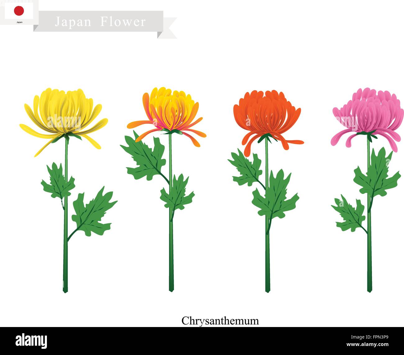 Japan Flower, Illustration of Chrysanthemum Flowers. A Symbol of The