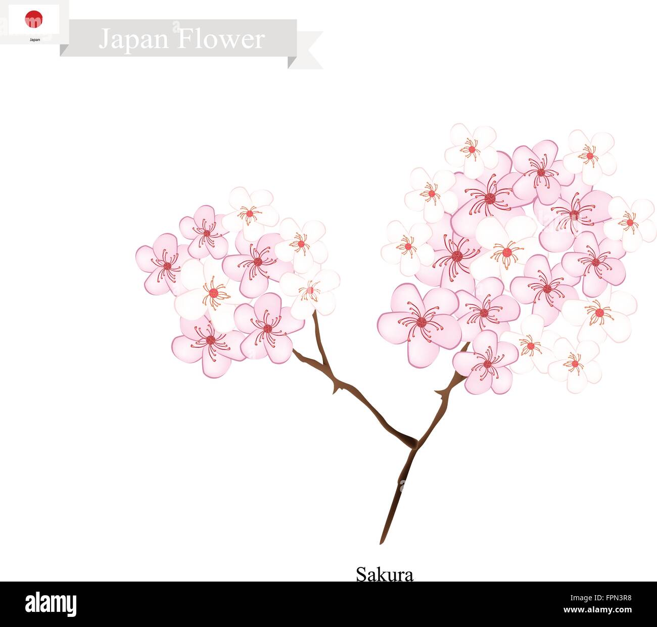 Japan Flower, Illustration of Sakura, Cherry Blossom or Japanese Cherry. The National Flower of Japan. Stock Vector
