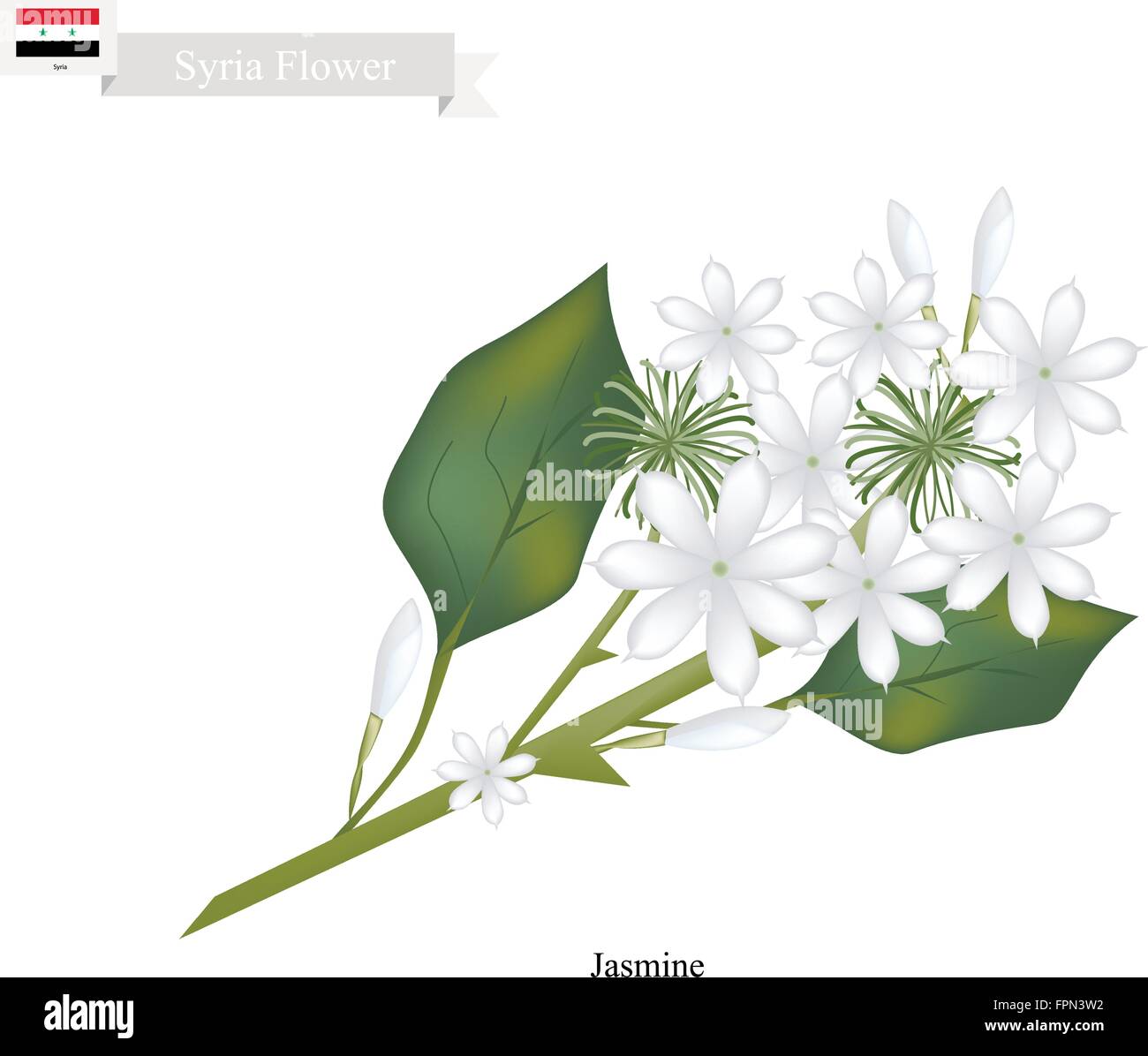 Syria Flower, Illustration of White Jasmine Flowers. The National