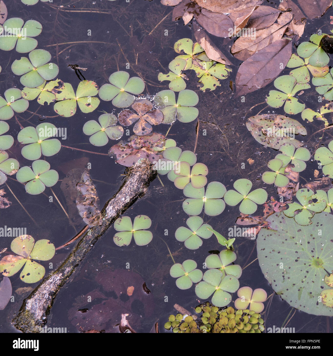 Close up of Marsilea quadrifolia, Water Shamrock, aquatic ferns of the water clover family, floating in the moat around Preah Kh Stock Photo