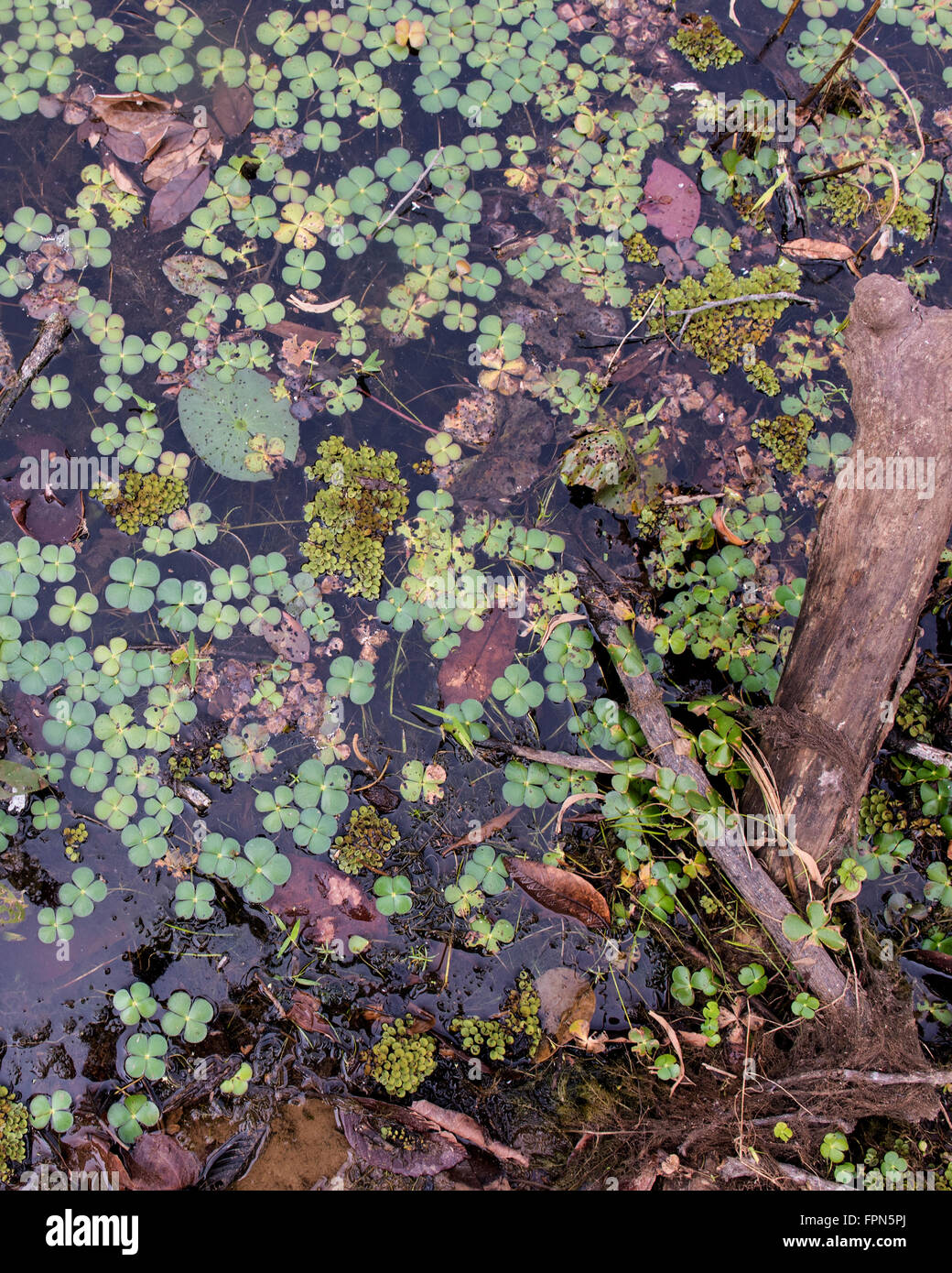 Marsilea quadrifolia, Water Shamrock, aquatic ferns of the water clover family, floating in the moat around Preah Khan temples , Stock Photo