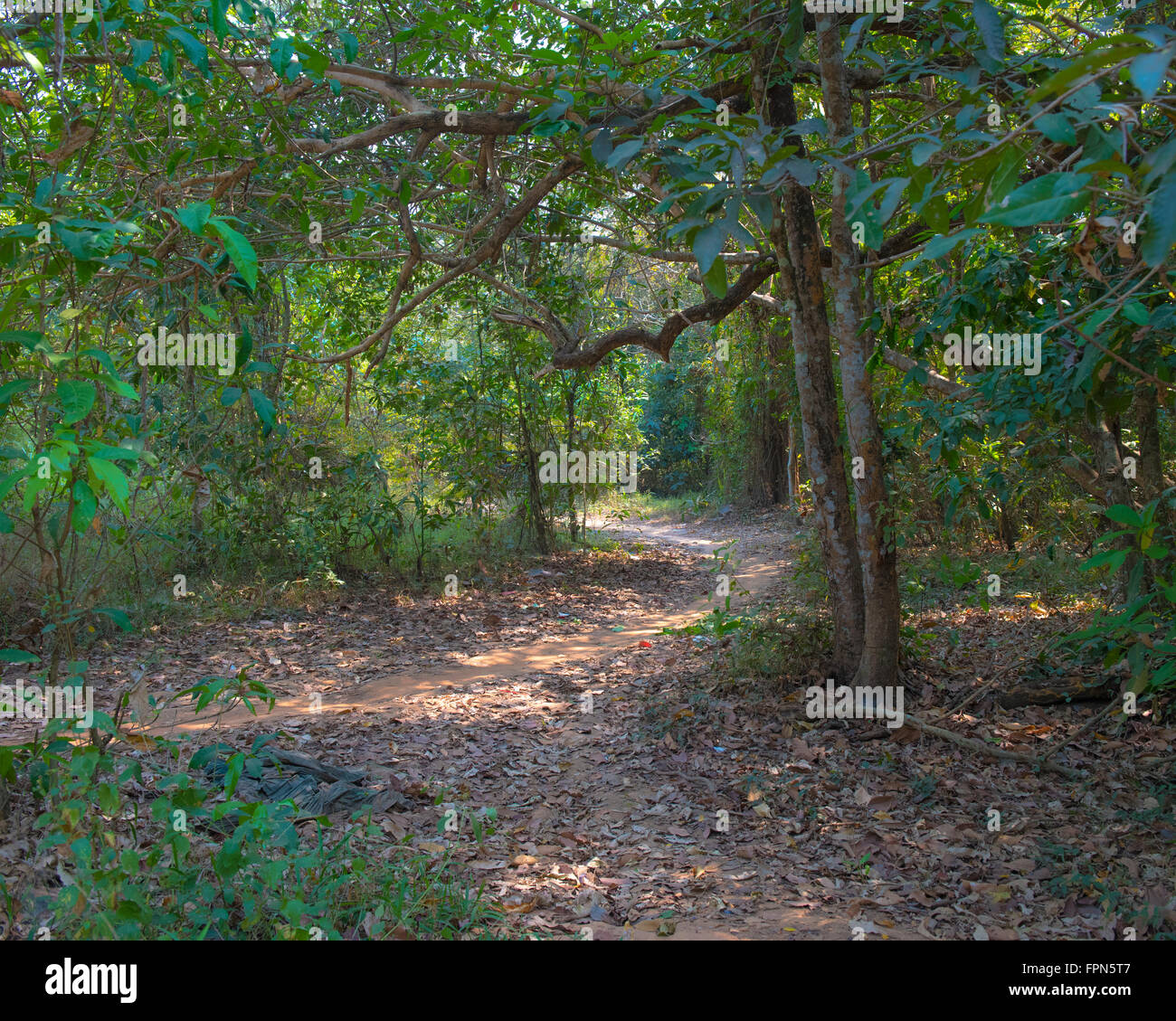 Dappled shady Jungle path in Angkhor, Cambodia. Stock Photo