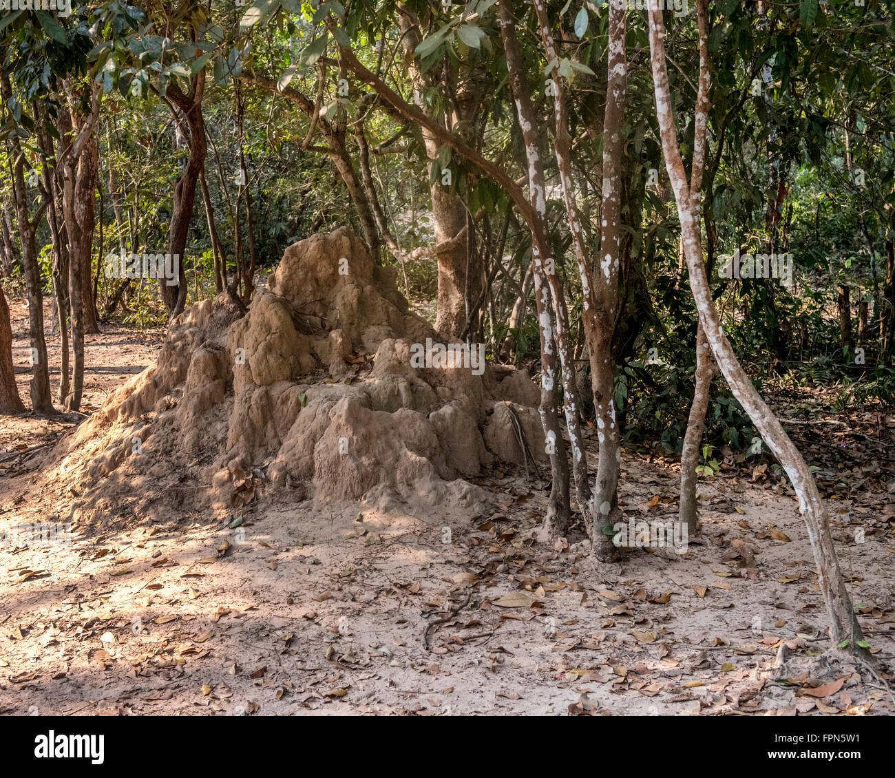 Termite mound, or anthill, probably the common Hypotermes makhamensis, in the tropical forest of Angkhor, Cambodia Stock Photo