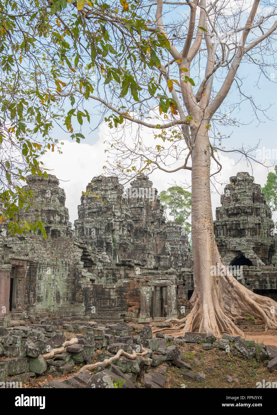 Huge Chambak or Silk Cotton, tree, Irvingia malayana, growing over the